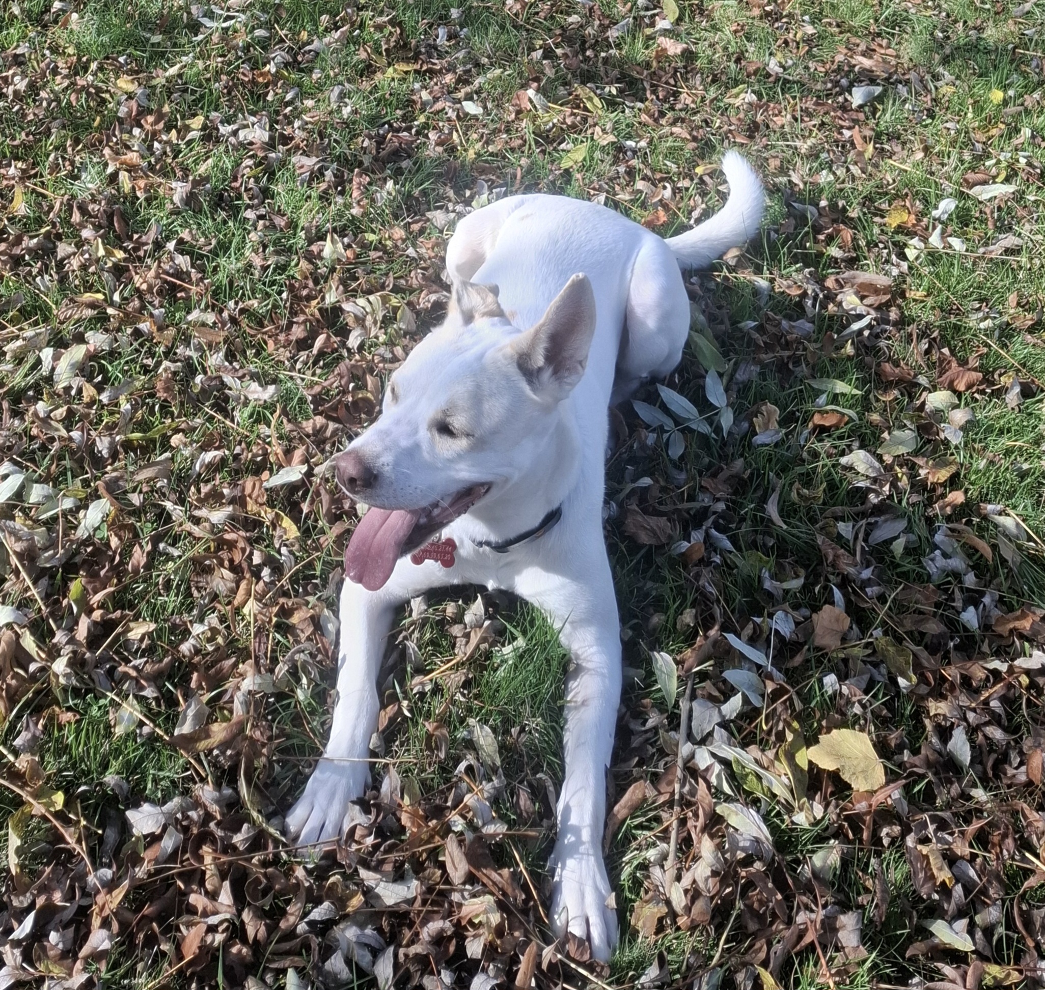 Chien